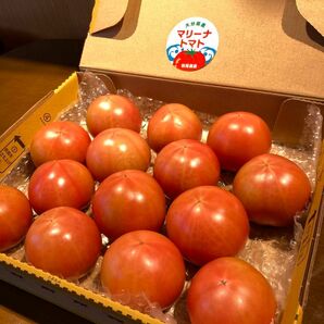 【シーズン終盤値引】海水栽培　高糖度トマト　大分県産　1kg