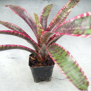 【Tom草ya】Neoregelia 'Lucifer'/#10