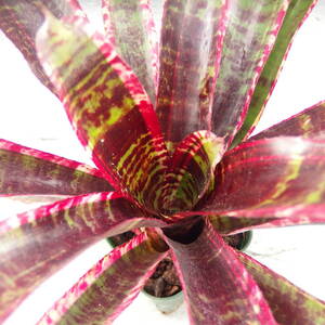 【Tom草ya】Neoregelia 'Lucifer'/#11