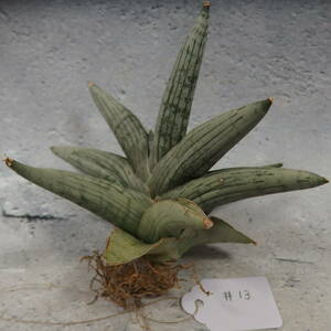 【Tom草ya】Sansevieria 'Rookie'/#13/サンスベリア　