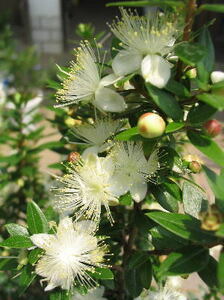 * super large stock mart ru* silver . plum 29* silver plum flower *( festival .. tree ). tree *. attaching!