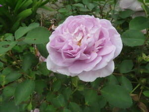 即決★繊細な薄紫色の「レイニー・ブルー８Ａ＊小型つるバラ