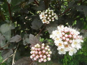 * large stock copper leaf .. attaching *fisokaru Pas *tia BORO 16 * America te Mali spiraea japonica 