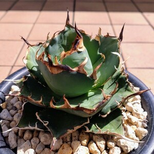  is tes[HADES] trunk cut .. stock ② Agave titanota 'Hades' agave chitanota dinosaur .. black ..