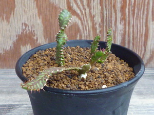 ユーフォルビア ステラータ　Euphorbia stellata　飛竜　実生苗３株セット　ユーホルビア　塊根