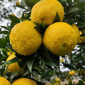 ゆず/柚子　苗木　花ゆず　蕾付き　完全無農薬　アゲハ蝶餌　果樹　ポットごと宅急便