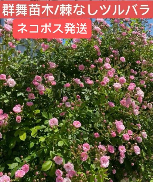 群舞　バラ　苗　桜色の花　トゲナシツルバラ　ネコポス発送