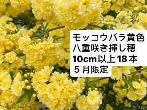 モッコウバラ黄色　八重咲き挿し穂　10cm以上18本　５月限定　ネコポス発送