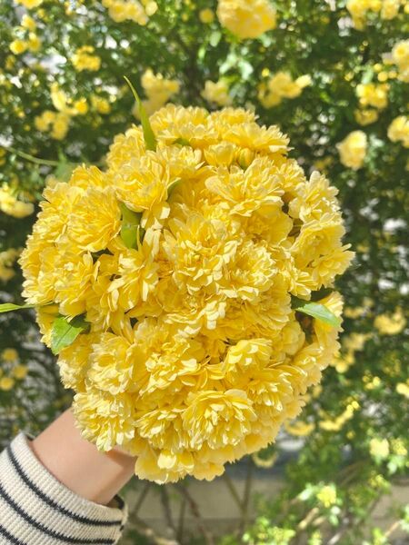 モッコウバラ黄色　八重咲き苗木　トゲナシツルバラ　ポットごとネコポス発送
