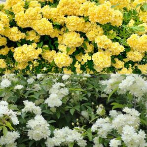 モッコウバラ黄色と白　挿し穂　八重咲き　10cm以上　トゲナシツルバラ　ネコポス発送