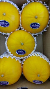  Kumamoto prefecture production yellow King melon free shipping!