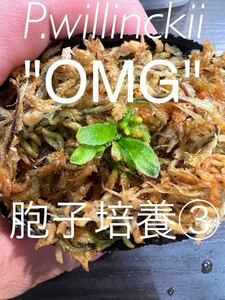 P.willinckii OMG胞子培養③