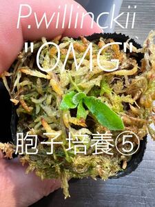 P.willinckii OMG胞子培養⑤