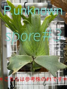 yoru13 seriousness seedling series P.unknown spore#3