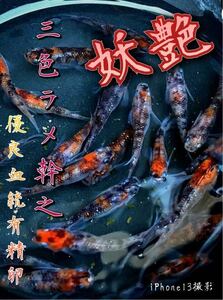 ・～三色ラメ・幹之★優良血統★有精卵30粒＋a 高級めだか 改良めだか メダカ 雲州