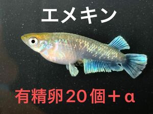 エメキン【有精卵20個＋α】（マリアージュキッシングワイドフィン エメラルドフィンタイプ）