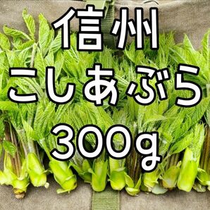 信州　天然コシアブラ　300g！ 　こしあぶら