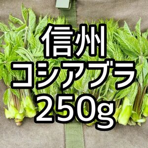 信州　天然コシアブラ　250g！ 　こしあぶら