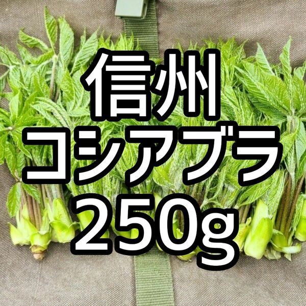 信州　天然コシアブラ　250g！ 　明日18日(土)夕方発送！　こしあぶら