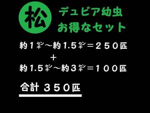 【マルマツファーム 〈養虫園〉】　合計３５０匹　(約１㌢～約１.５㌢＝２５０匹 ＋ 約１.５㌢～約３㌢＝１００匹 )　デュビア 幼虫