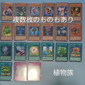 遊戯王　植物族　セット　ブラック・ガーデン　薔薇　ローズ　21種41枚