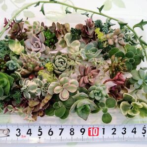 ■追跡可能なネコポス■数量限定0413①カラフル寄せ植えお得セットカット苗とセダ ム他 いろいろミックス♪