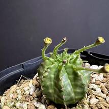 【第四種可】ユーフォルビア バリダ 実生 雄株 ♂ Euphorbia valida yev-100_画像2