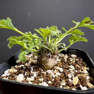 【第四種可】ペラルゴニウム クリズミフォリウム 実生 Pelargonium crithmifolium ypc-100 山伏天狗