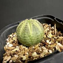 【第四種可】ユーフォルビア オベサ 実生 Euphorbia obesa yeo-100_画像3