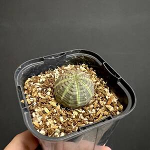 【第四種可】ユーフォルビア オベサ 実生 Euphorbia obesa yeo-101