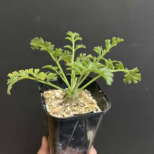 【第四種可】ペラルゴニウム クリズミフォリウム 実生 Pelargonium crithmifolium ypc-101 山伏天狗