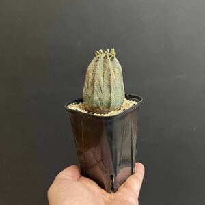 【第四種可】ユーフォルビア オベサ 雄株 ♂ オス Euphorbia obesa yeo-102