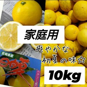 宮崎県産 日向夏 みかん 無選果 10キロ 家庭用