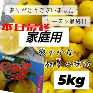 〈本日最終〉日向夏 みかん 家庭用 5キロ