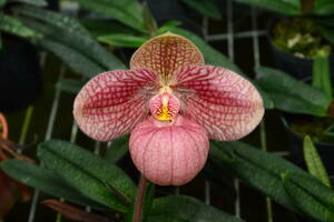 KK-9　Paph. Liberty Taiwan　交配番号HS5151　洋蘭 交配種 パフィオ　(R6.0512-KK) 