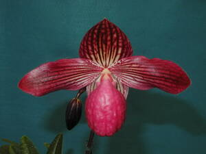 KK-11 Paph. Gloria Naugle 'Wine Red' BM/JOGA　(micranthum x rothschildianum)　洋蘭 交配種 パフィオ　(R6.0512-KK) 