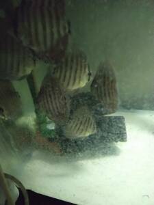  discus inanF2 approximately 9cm