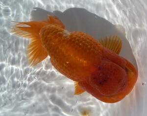 2( extra-large golgfish ) ( three -years old 15cm male )( shipping un- possible region equipped explanatory note reference )