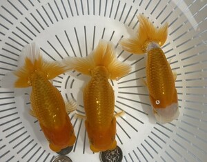 X-7( Hamamatsu golgfish ) ( two years old 3 pcs set )( shipping un- possible region equipped explanatory note reference )