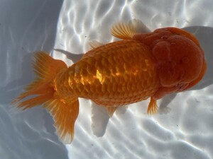 3( extra-large golgfish ) ( three -years old 16cm male )( shipping un- possible region equipped explanatory note reference )
