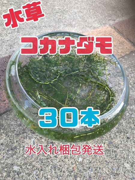 コカナダモ　３０本　アクアリウム　水入れ梱包発送　水草の育成　メダカの飼育に　