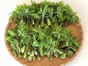  Hokkaido production edible wild plants. woman .kosi Abu la250g ①