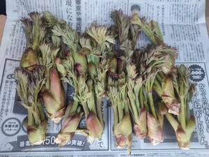 専用なので他の方が落札したら取り消します。北海道産　天然タラの芽５００g　①