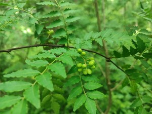 富士山麓産　無農薬　山椒の実　５００ｇ