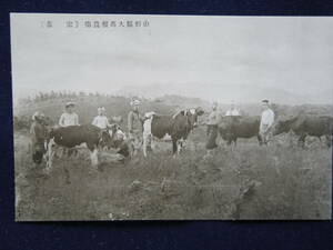 山形県大高根農場　「家畜」