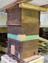 日本蜜蜂入り巣箱(手渡し専用）_画像3