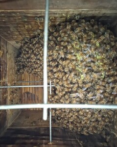  Japan molasses bee entering nest box ( pick up exclusive use )