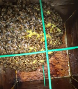 日本蜜蜂入り巣箱(手渡し専用）