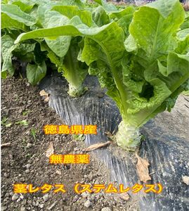 徳島県産 茎レタス ステムレタス5kg