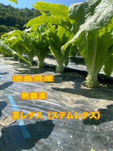 徳島県産 茎レタス ステムレタス5kg